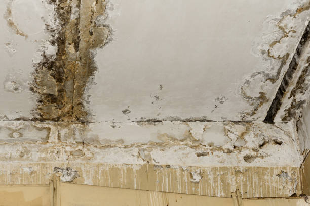 Best Water damage restoration experts  in USA